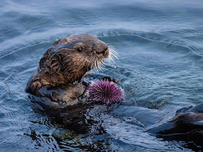 sea otter wth urchin
