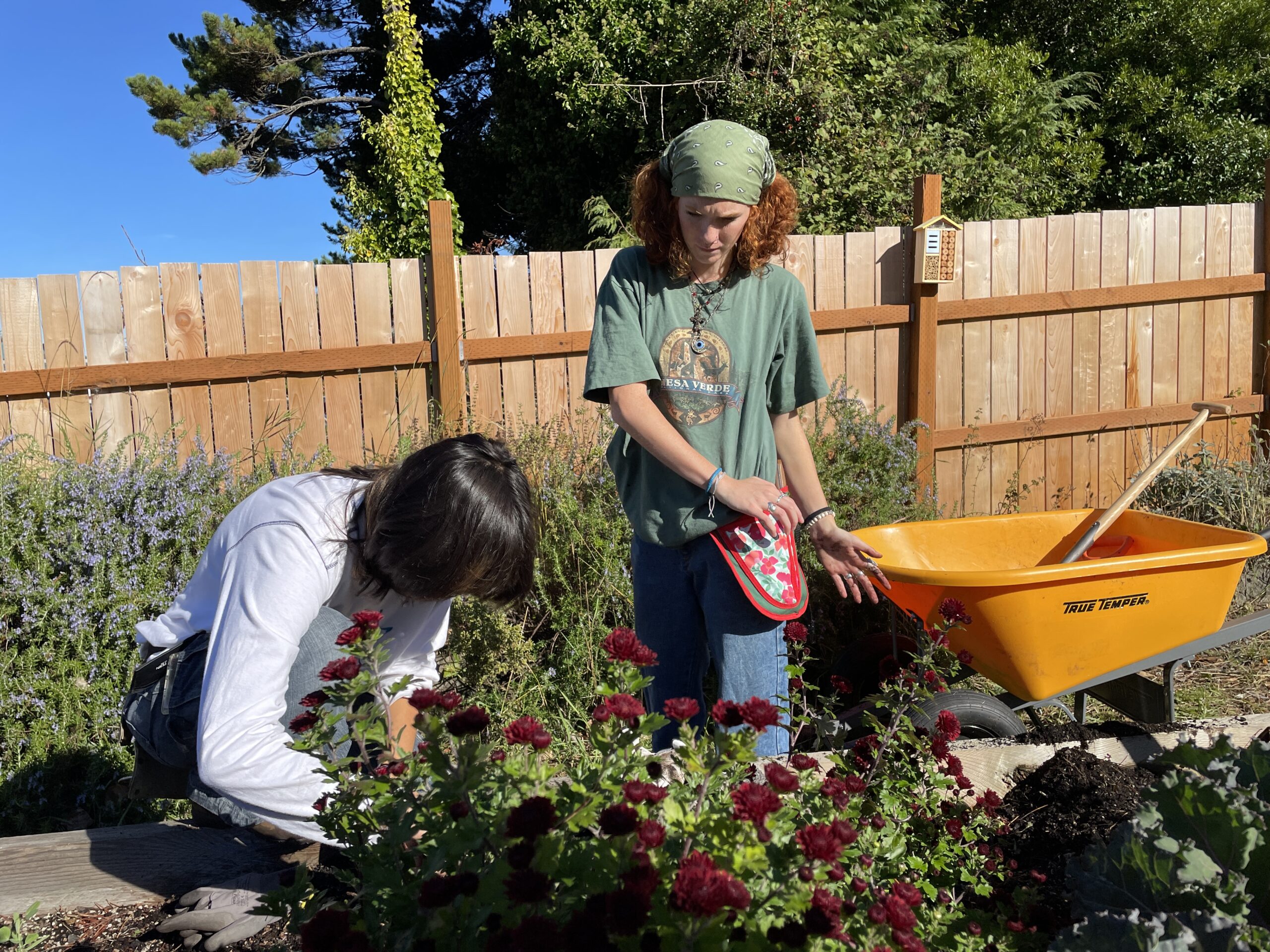 two people working in a garden