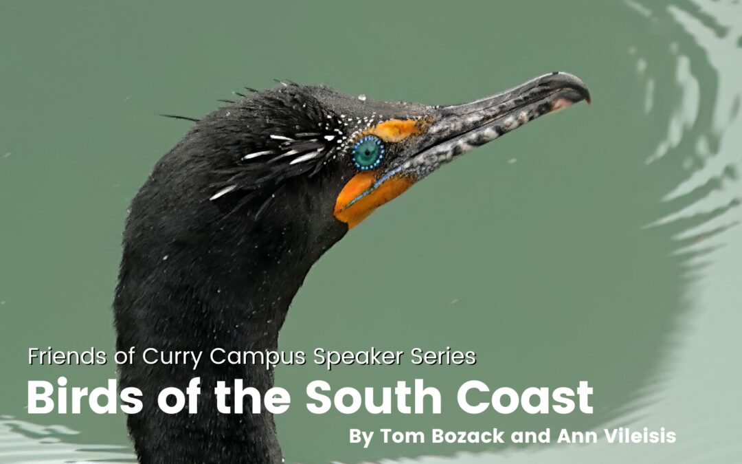 Friends of Curry Campus Speaker Series Presents “Birds of the South Coast”