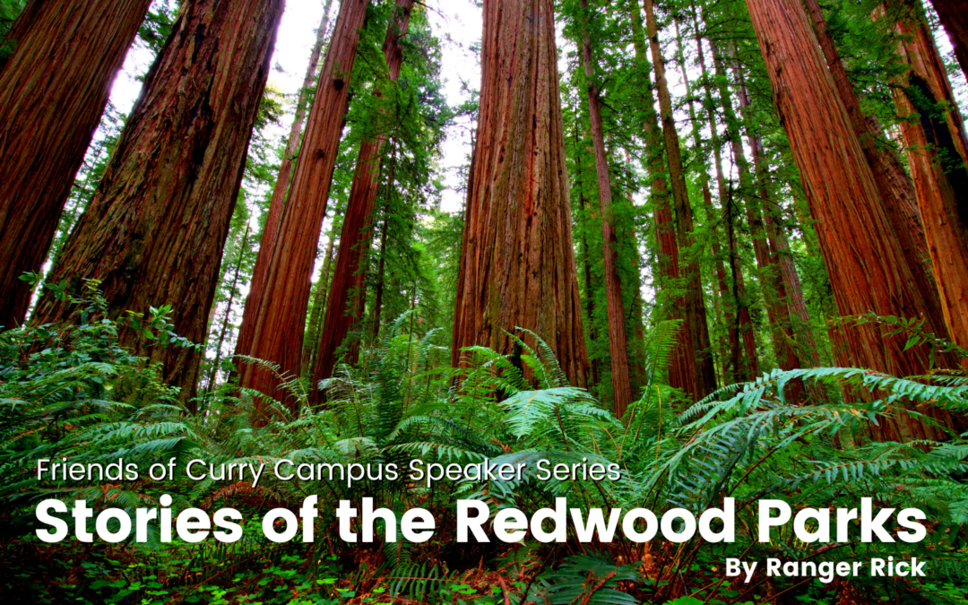 image of redwood trees and ferns