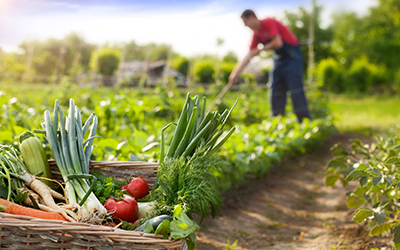 image of vegetables and a man tilling a field in the background