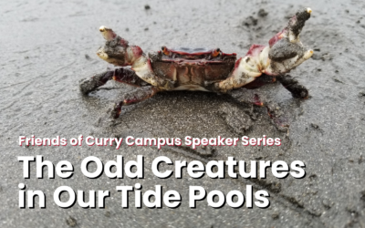 Friends of Curry Campus Speaker Series Presents: The Odd Creatures in Our Tide Pools – April 11, 2024