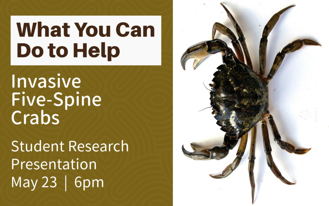 Southwestern hosts student research presentation: “Invasive Five-Spine Crabs: What You Can Do to Help” – May 23, 2024