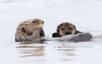 Biology Lecture: Sea Otters in Oregon: Road to Return – March 11, 2025