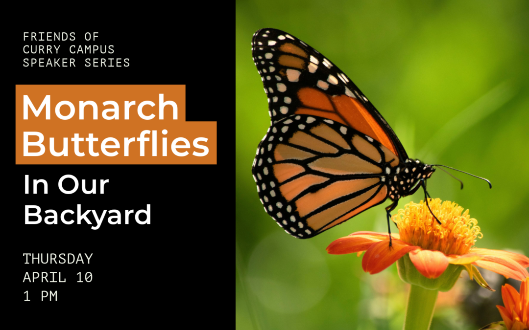image of a Monarch Butterfly on an orange flower. Text reads: Monarch Butterflies in our Backyard, Thursday April 10, 1 pm.
