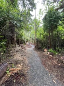 image of a trail in the woods
