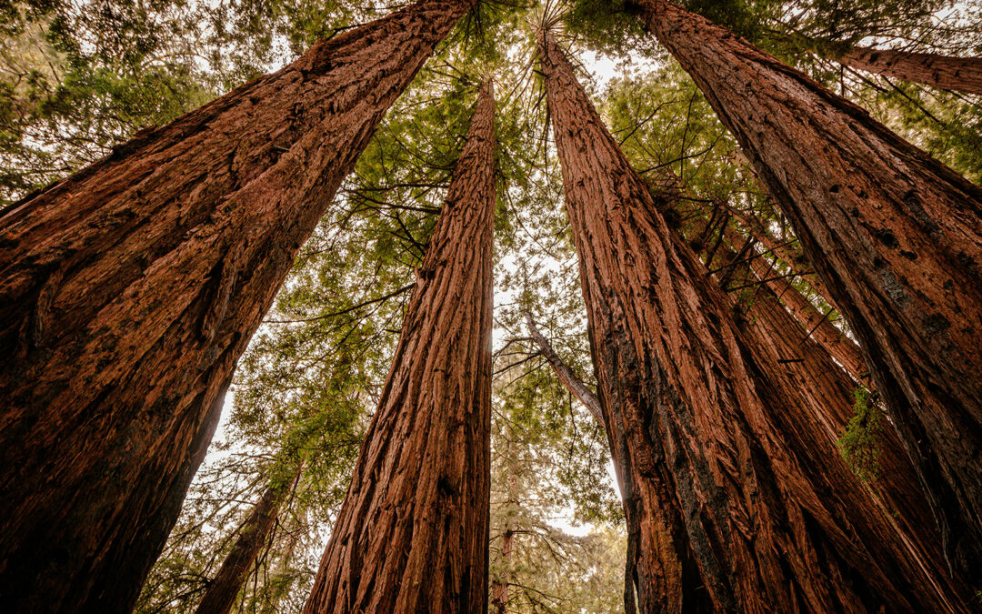 Image is looking up through a stand of redwood trees at the sky