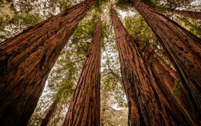 Friends of Curry Campus Speaker Series Presents: Stories of the Redwood Parks by Ranger Rick – Jan. 8, 2026