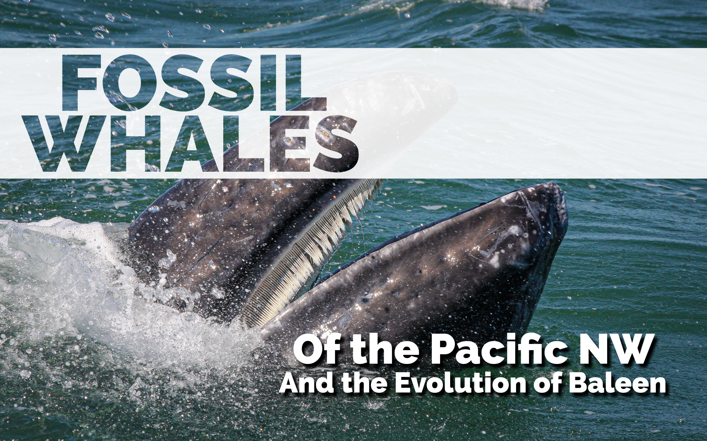 Image is a whale with it's mouth open popping up out of the ocean. Text across image says Fossil Whales of the Pacific NW and the evolution of baleen.