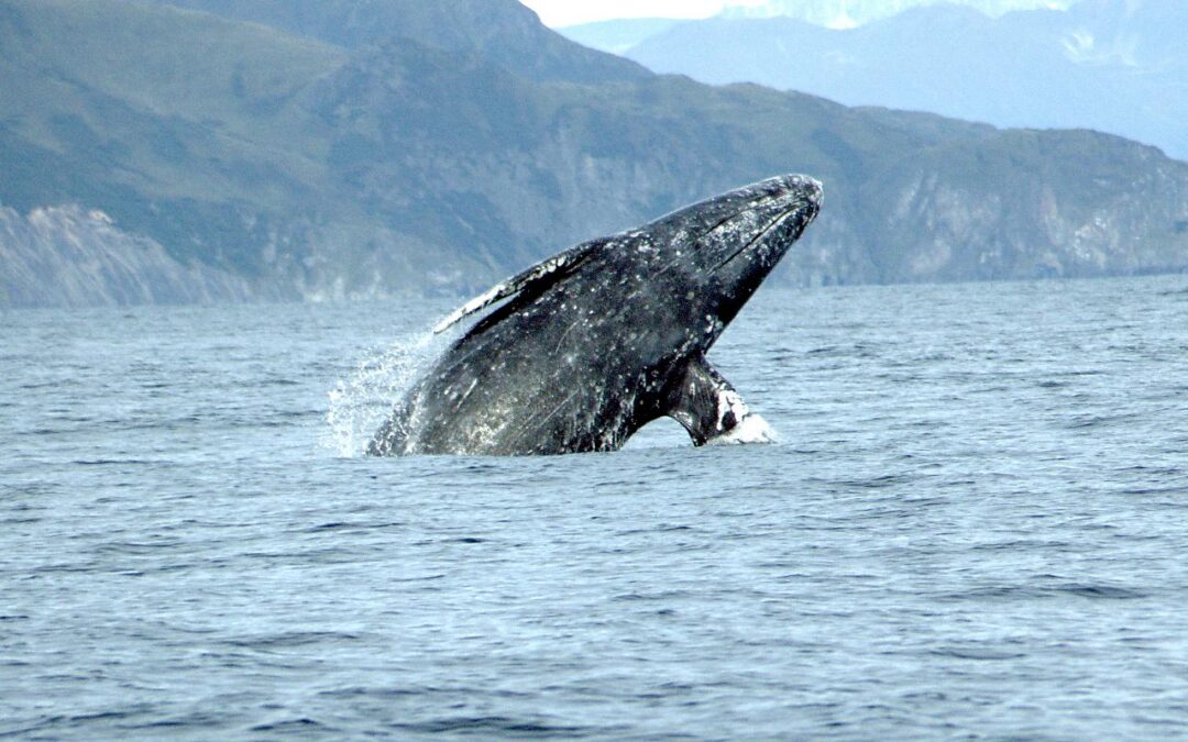 Image is a gray whale jumping out of the ocean with shoreline in the background