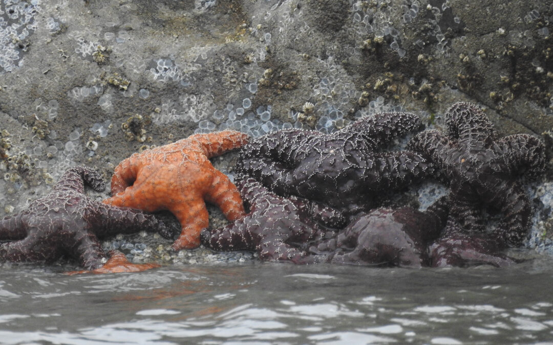 Image is a photo of orange and purple sea stars in a tide pool with water and rocks around.