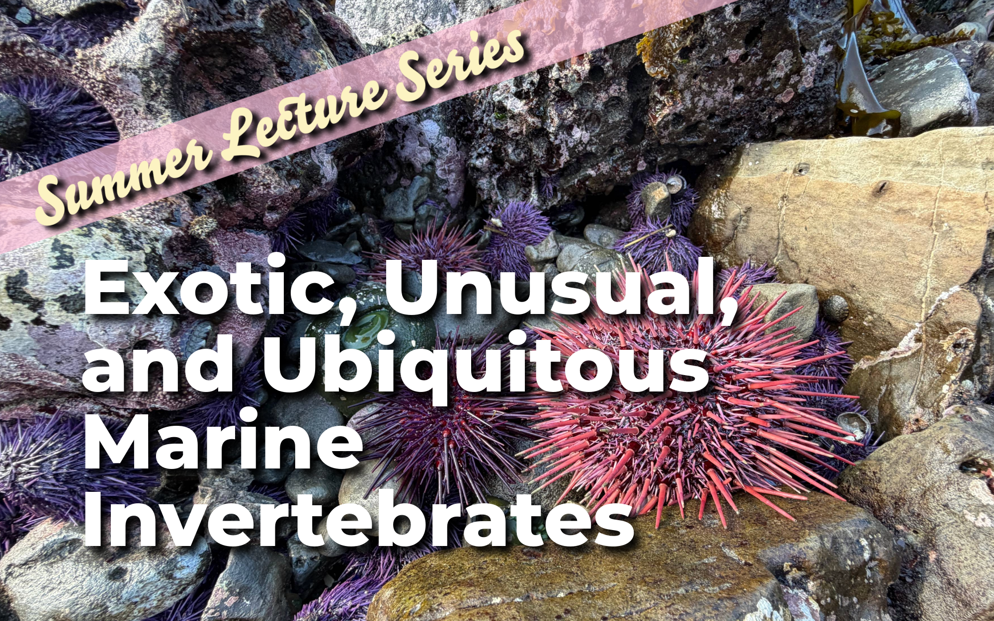 image is a tidepool with sea urchins, words across image say: Summer Lecture Series, Exotic, Unusual, and Ubiquitous Marine Invertebrates