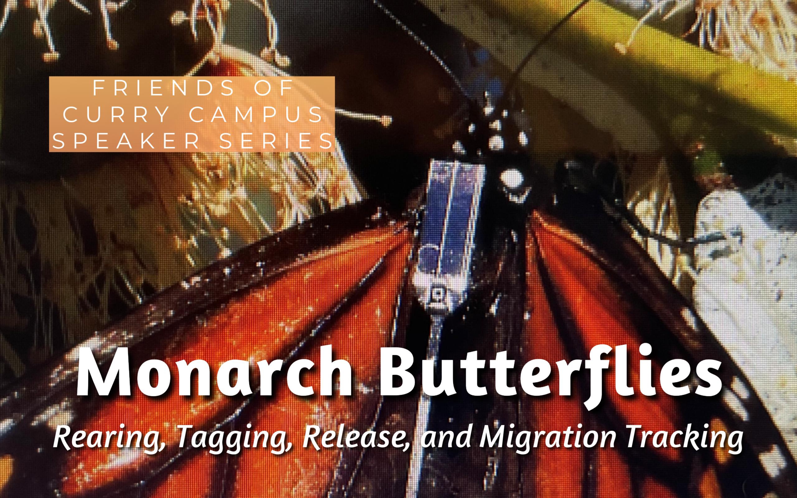 Image of a Monarch butterfly with a tracking device on its back, text across image says: FRIENDS OF CURRY CAMPUS SPEAKER SERIES - Monarch Butterflies, Rearing, Tagging, Release, and Migration Tracking